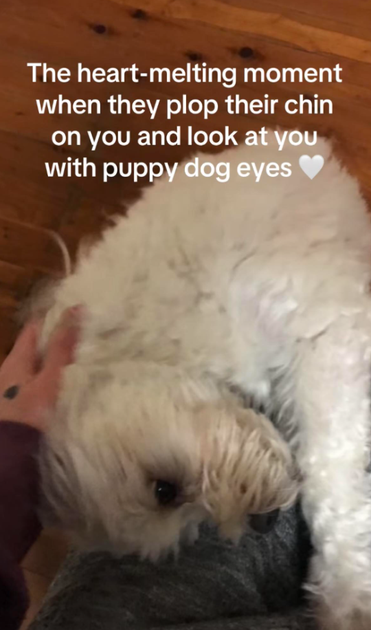 The heart-melting moment when they plop their chin on you and look at you with puppy dog eyes