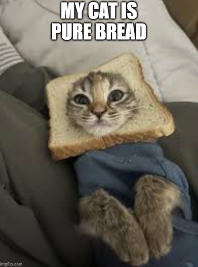 imgflip.com MY CAT IS PURE BREAD