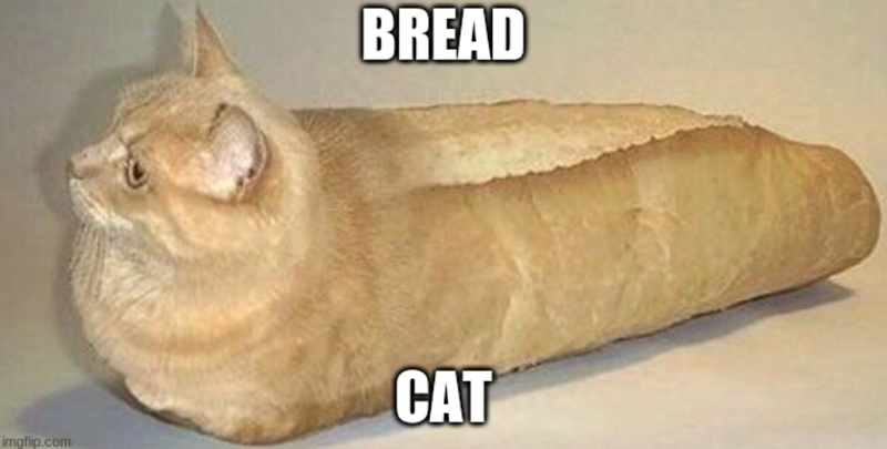 imgflip.com BREAD CAT