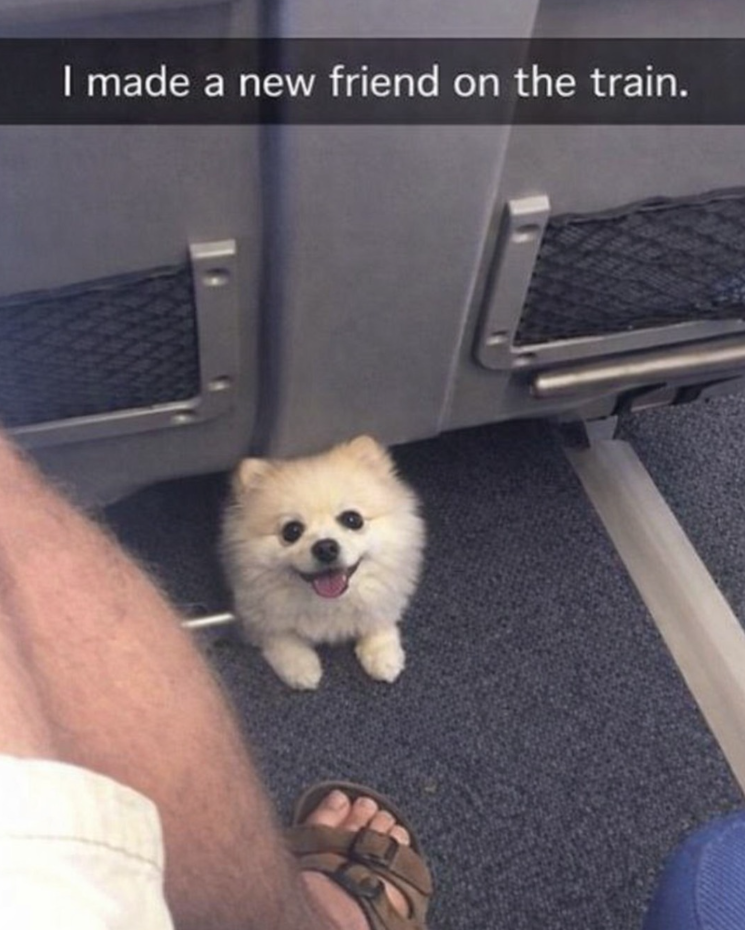 I made a new friend on the train.