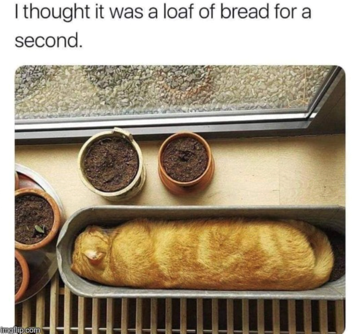 I thought it was a loaf of bread for a second. imgflip.com