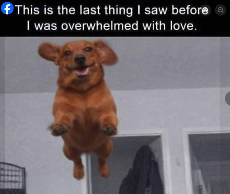 This is the last thing I saw before I was overwhelmed with love.