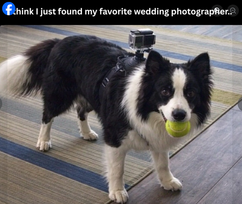 fchink I just found my favorite wedding photographer..