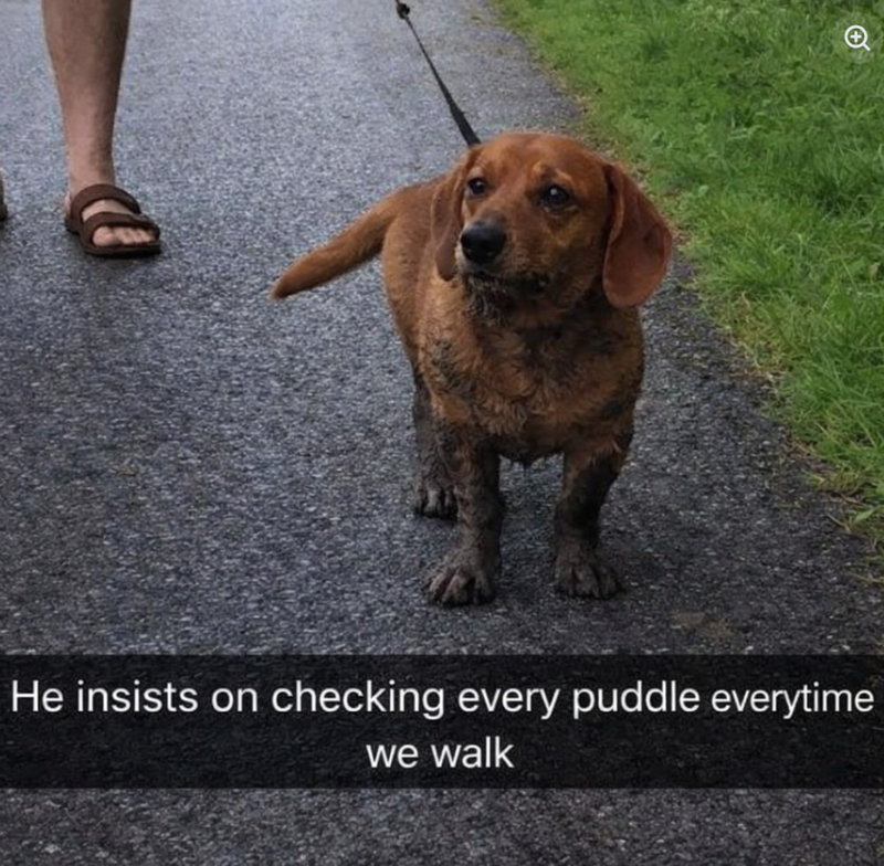 D He insists on checking every puddle everytime we walk +