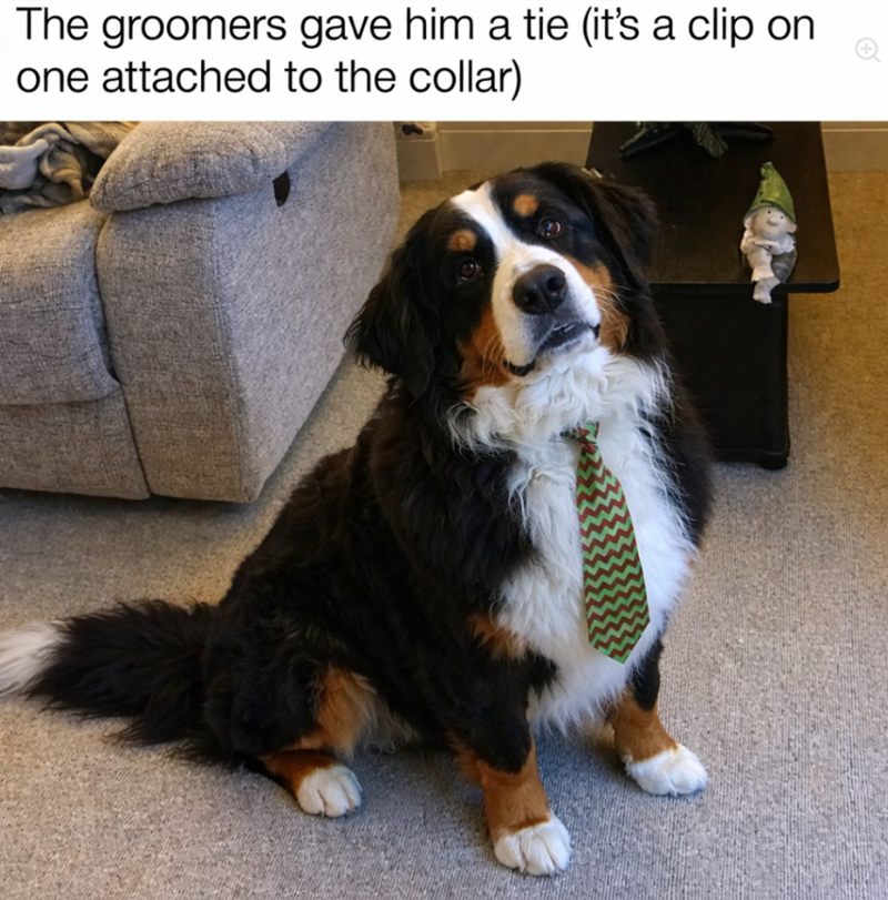 The groomers gave him a tie (it's a clip on one attached to the collar)