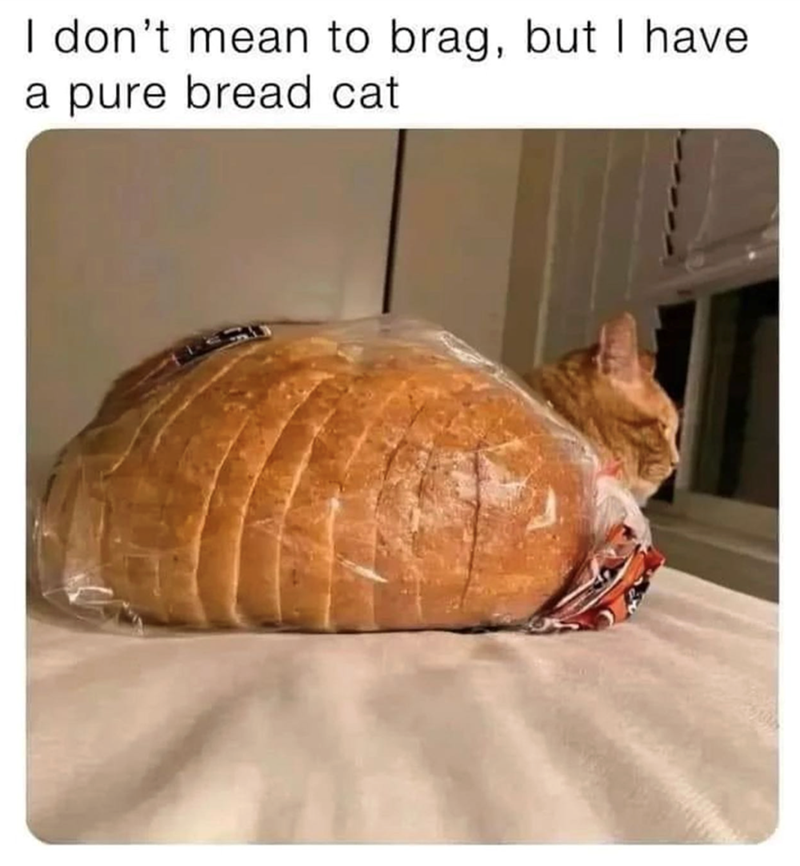 I don't mean to brag, but I have a pure bread cat