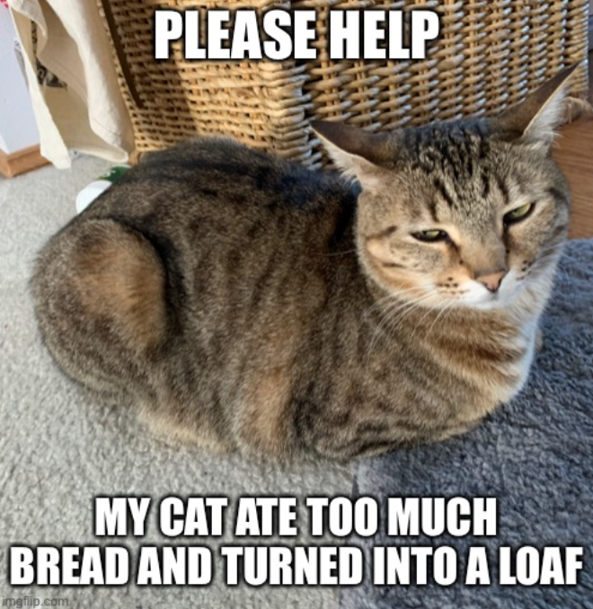 PLEASE HELP MY CAT ATE TOO MUCH BREAD AND TURNED INTO A LOAF imgflip.com
