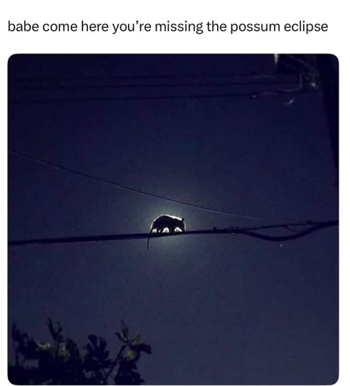 babe come here you're missing the possum eclipse