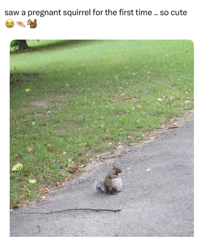 saw a pregnant squirrel for the first time.. so cute