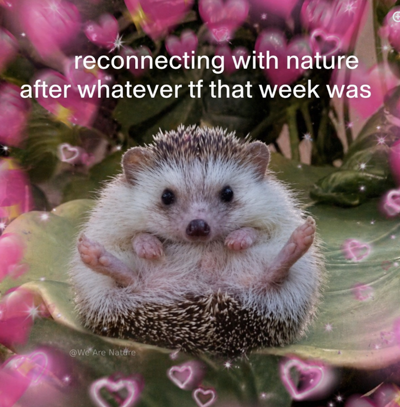 reconnecting with nature after whatever tf that week was + @We Are Nature 14