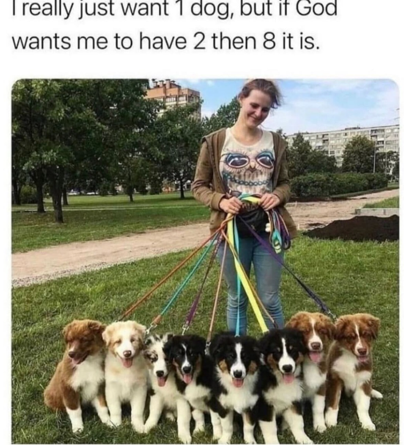 I really just want 1 dog, but if God wants me to have 2 then 8 it is.