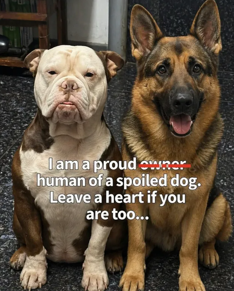 I am a proud owner human of a spoiled dog. Leave a heart if you are too...