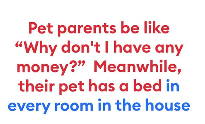 Pet parents be like "Why don't I have any money?" Meanwhile, their pet has a bed in every room in the house