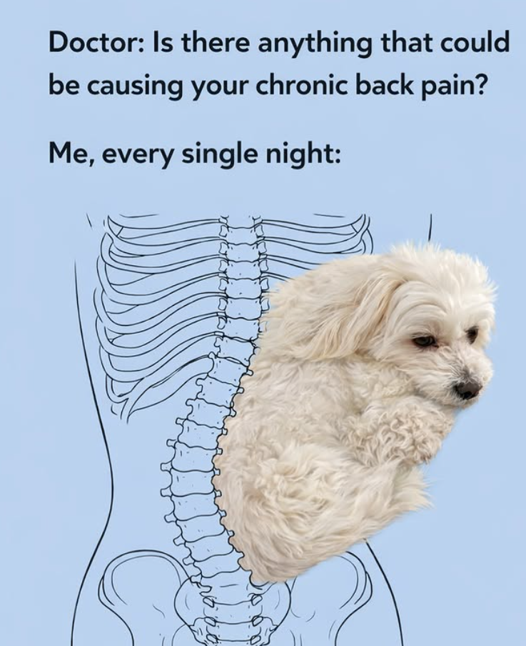 Doctor: Is there anything that could be causing your chronic back pain? Me, every single night:
