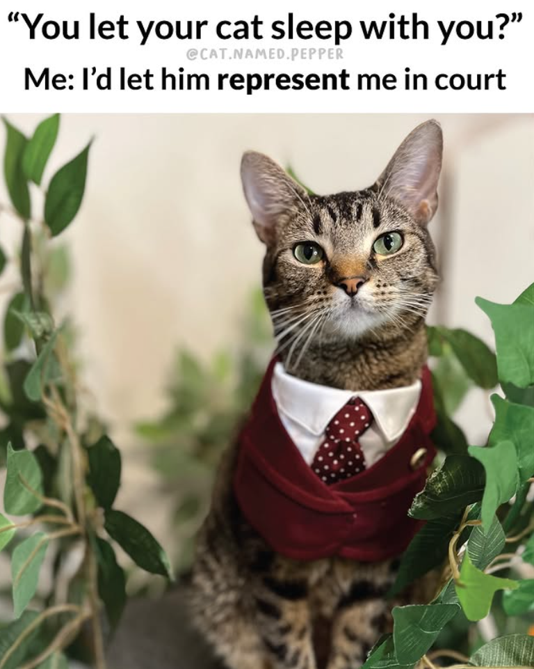 "You let your cat sleep with you?" @CAT.NAMED.PEPPER Me: I'd let him represent me in court