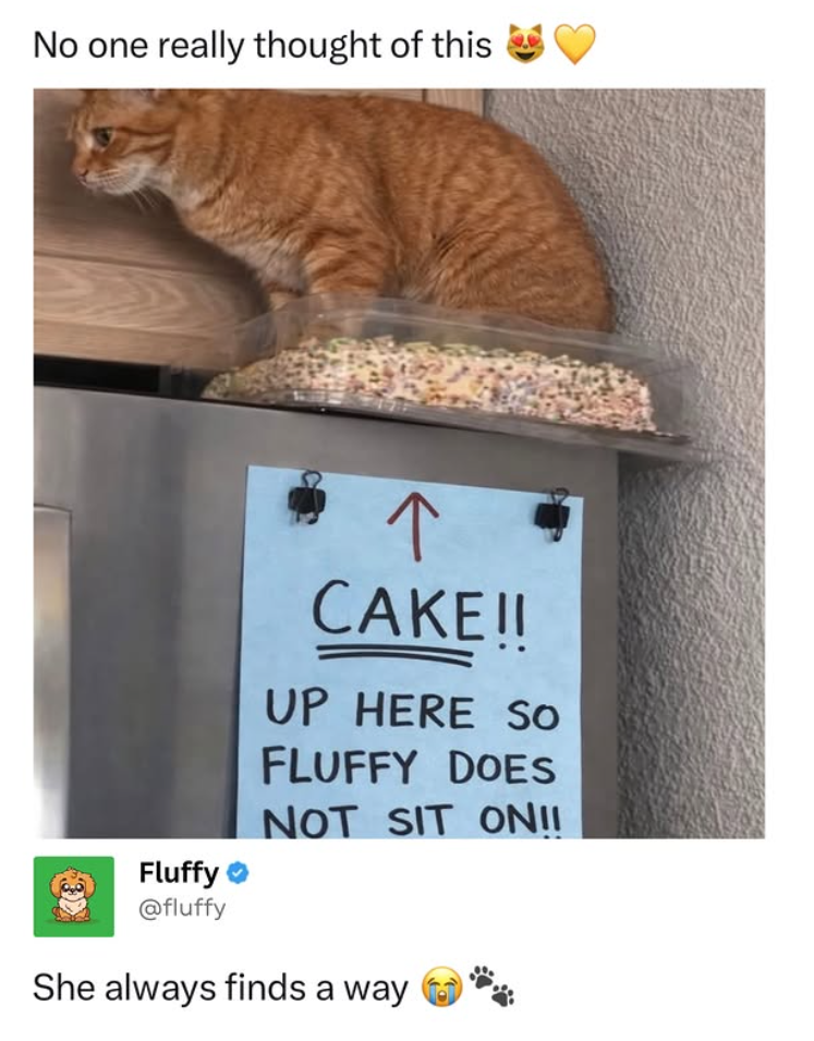 No one really thought of this CAKE!! UP HERE So FLUFFY DOES NOT SIT ON!! Fluffy @fluffy She always finds a way