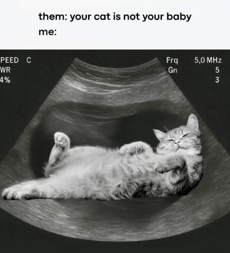 PEED C WR 4% them: your cat is not your baby me: Frq Gn 5,0 MHz 5 3