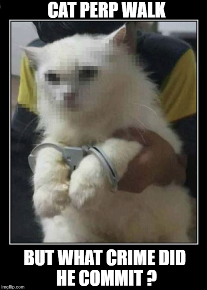 imgflip.com CAT PERP WALK BUT WHAT CRIME DID HE COMMIT ?