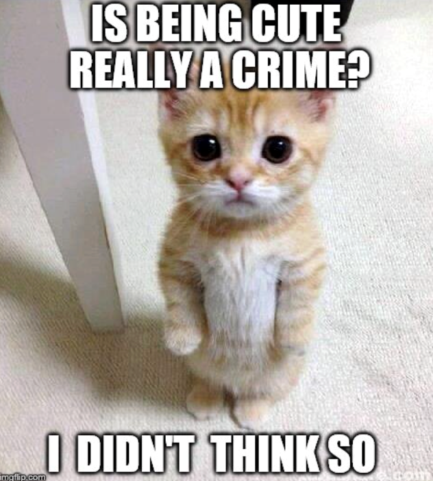 IS BEING CUTE REALLY A CRIME? imgflip.com I DIDN'T THINK SO