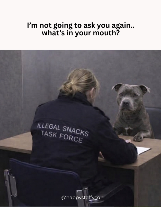I'm not going to ask you again.. what's in your mouth? ILLEGAL SNACKS TASK FORCE @happystaffyco