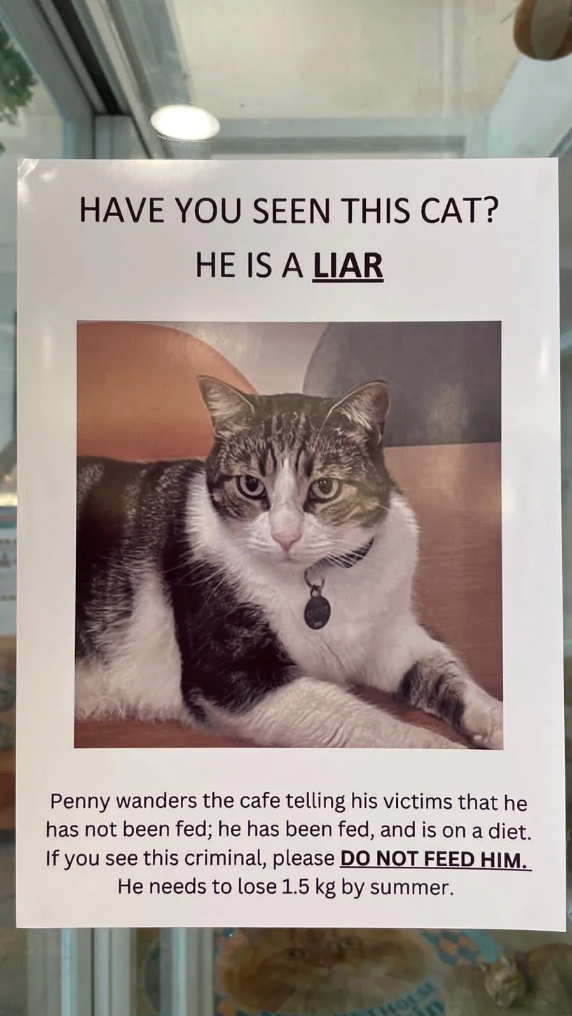 HAVE YOU SEEN THIS CAT? HE IS A LIAR Penny wanders the cafe telling his victims that he has not been fed; he has been fed, and is on a diet. If you see this criminal, please DO NOT FEED HIM. He needs to lose 1.5 kg by summer. 1101