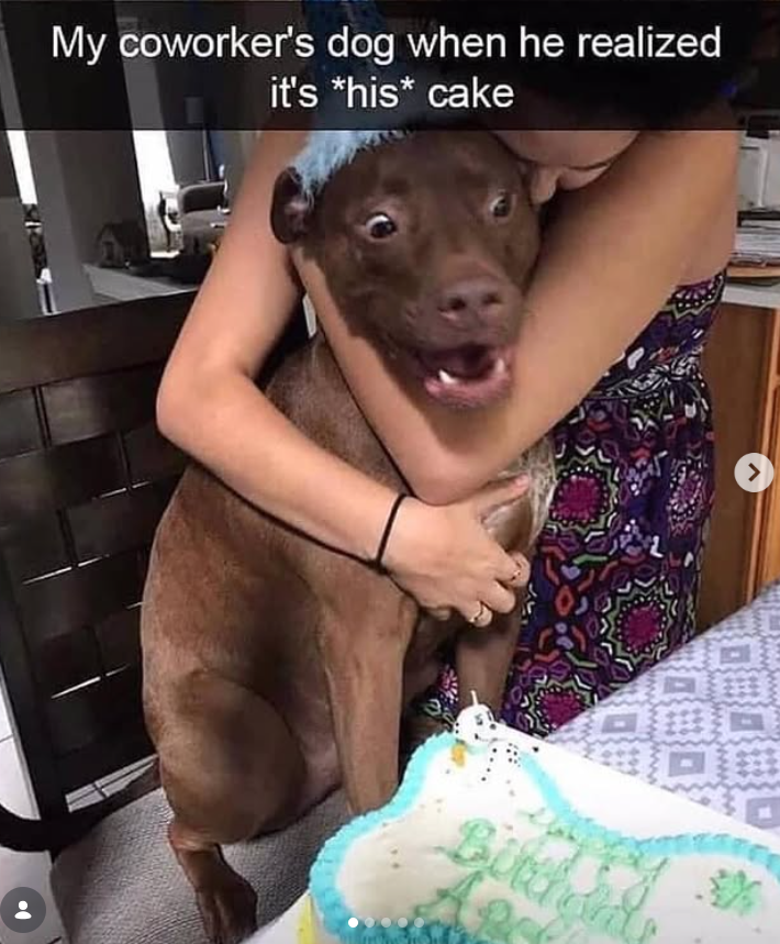 My coworker's dog when he realized it's *his* cake Bithy >