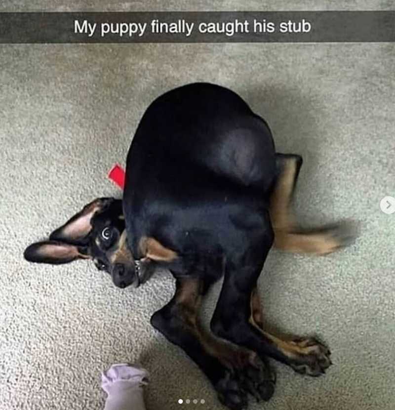 My puppy finally caught his stub >