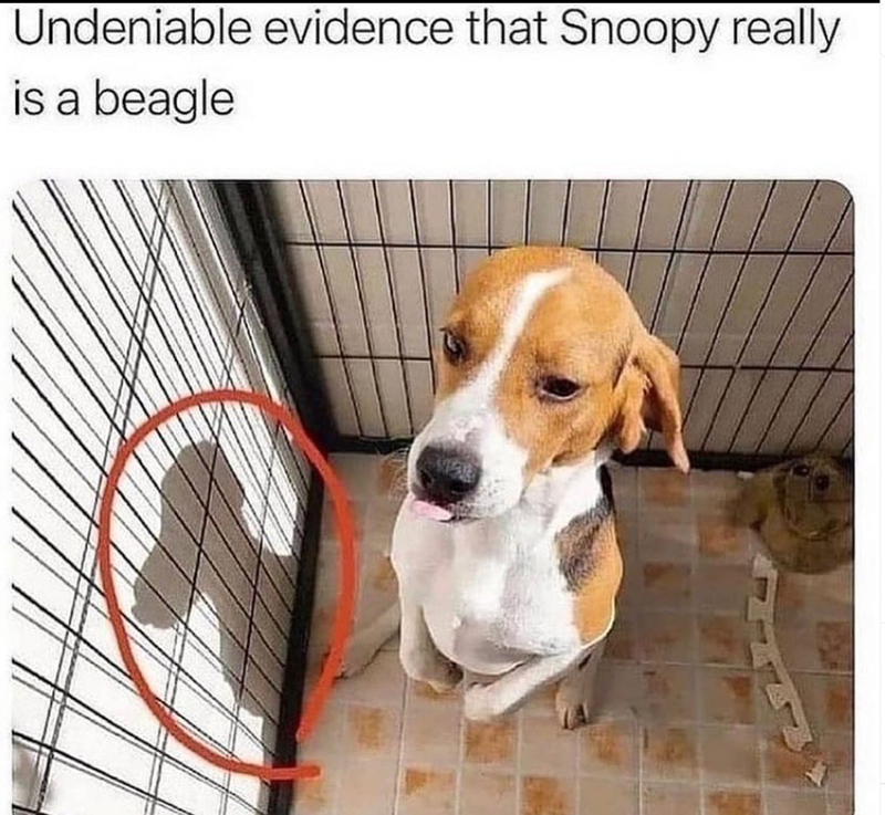 Undeniable evidence that Snoopy really is a beagle
