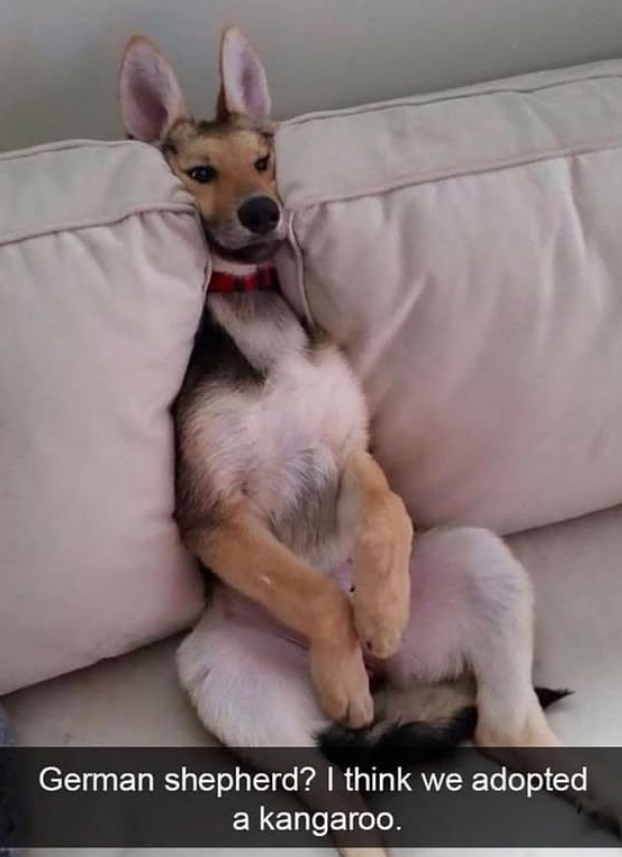 German shepherd? I think we adopted a kangaroo.