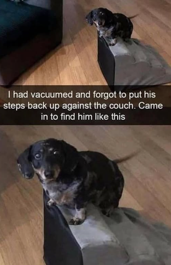 I had vacuumed and forgot to put his steps back up against the couch. Came in to find him like this