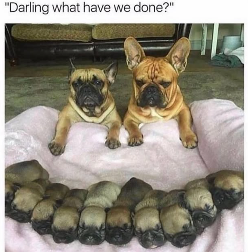 "Darling what have we done?"