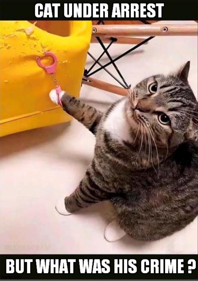 CAT UNDER ARREST BUT WHAT WAS HIS CRIME?