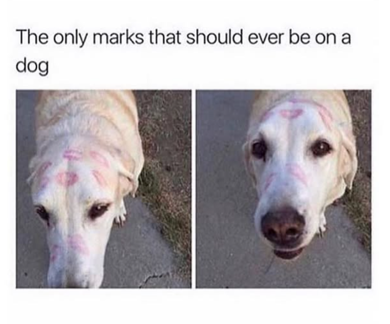 The only marks that should ever be on a dog