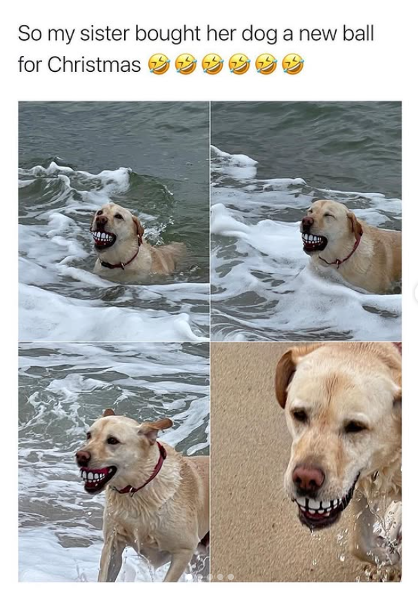 So my sister bought her dog a new ball for Christmas