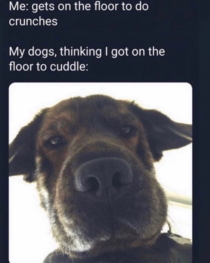 Me: gets on the floor to do crunches My dogs, thinking I got on the floor to cuddle: