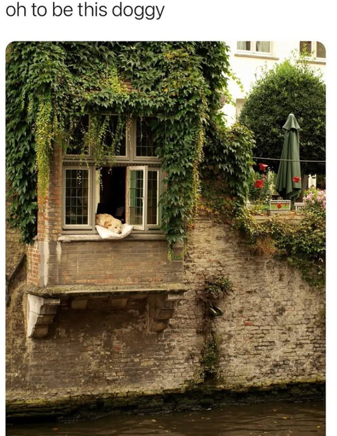 oh to be this doggy