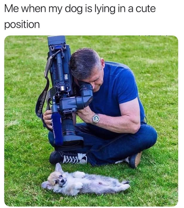 BetaSalmon Me when my dog is lying in a cute position