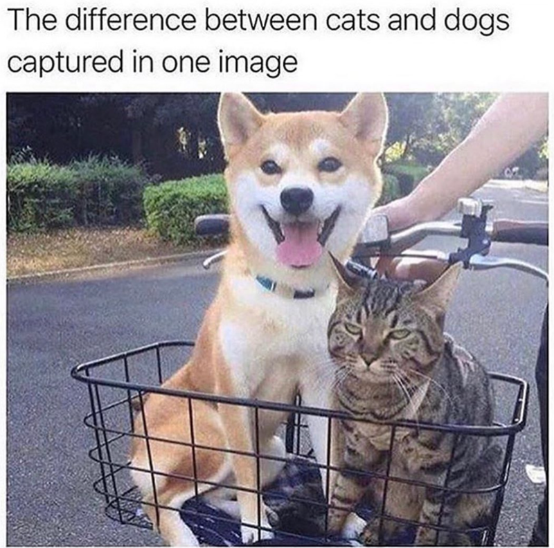 The difference between cats and dogs captured in one image