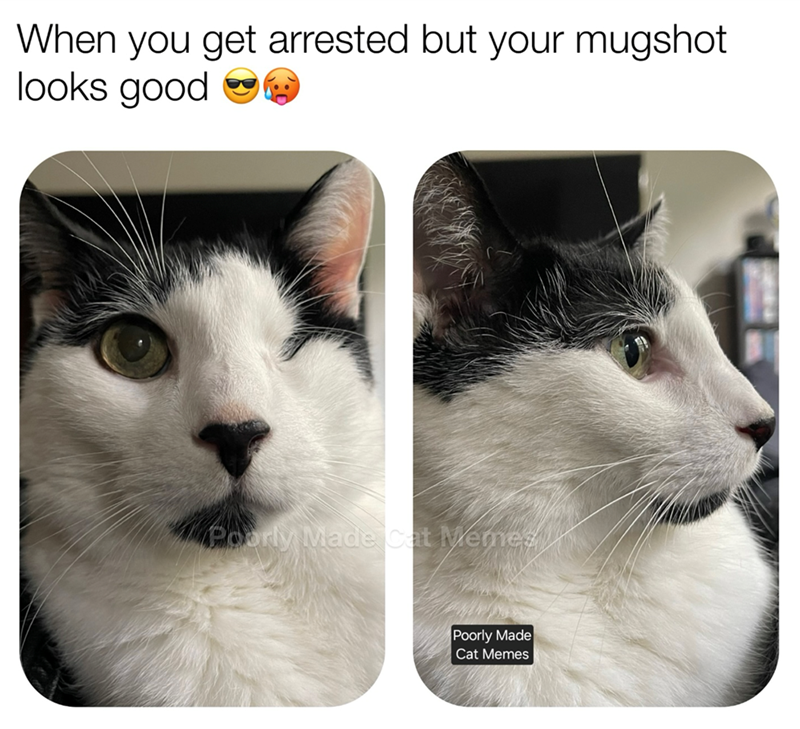 When you get arrested but your mugshot looks good Poorly Made Cat Memes Poorly Made Cat Memes
