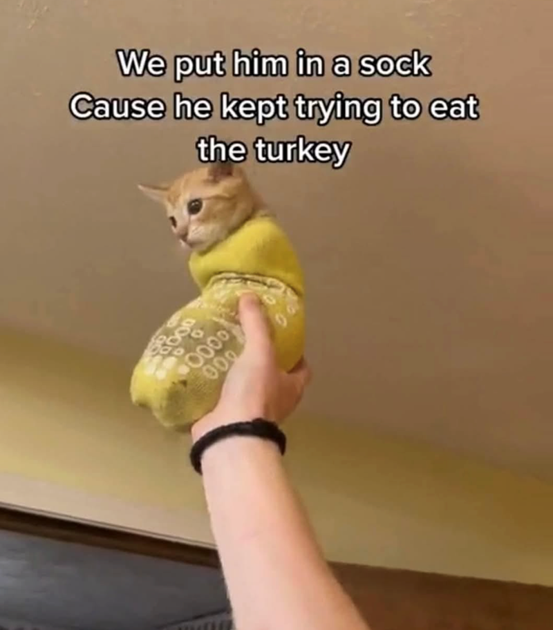 We put him in a sock Cause he kept trying to eat the turkey 0000 000