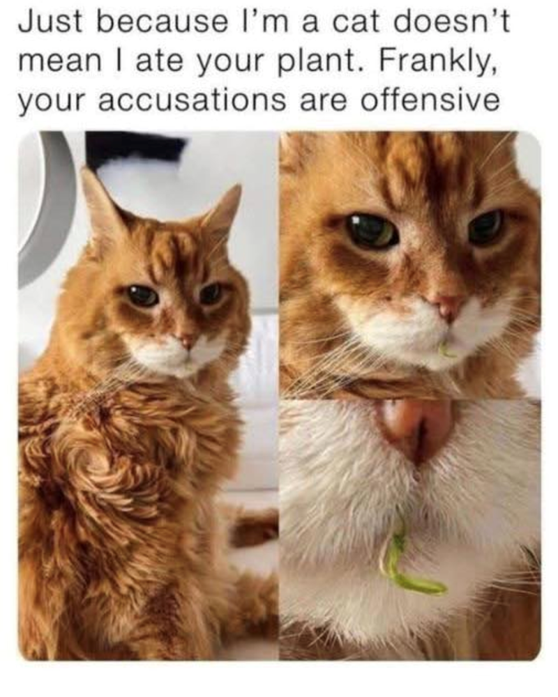 Just because I'm a cat doesn't mean I ate your plant. Frankly, your accusations are offensive
