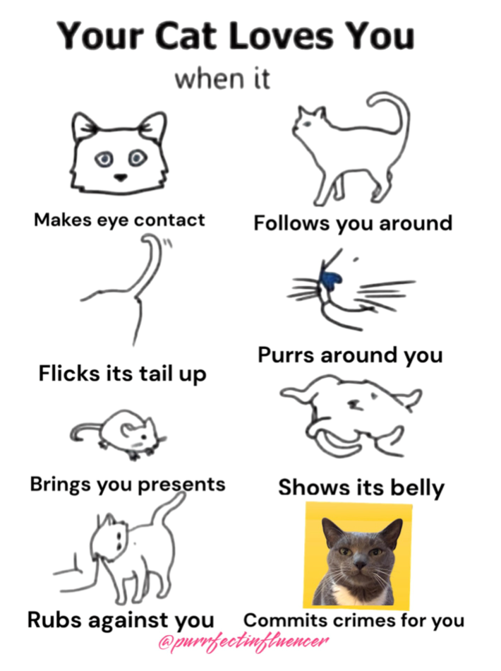 Your Cat Loves You when it Makes eye contact Follows you around Purrs around you Flicks its tail up Brings you presents Shows its belly Rubs against you Commits crimes for you @purrfectinfluencer