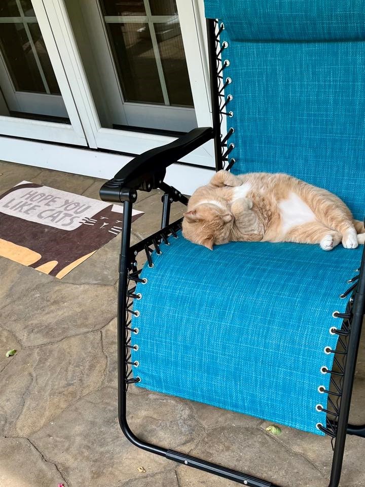 HOPE YOU LIKE CATS
