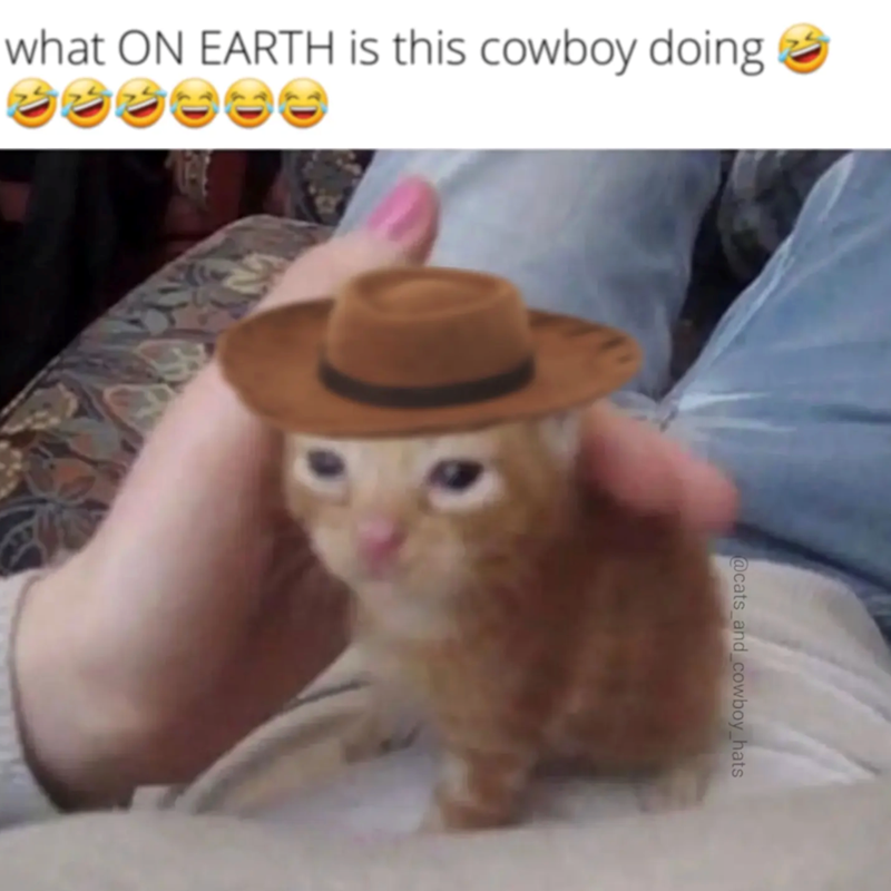 what ON EARTH is this cowboy doing @cats_and_cowboy_hats