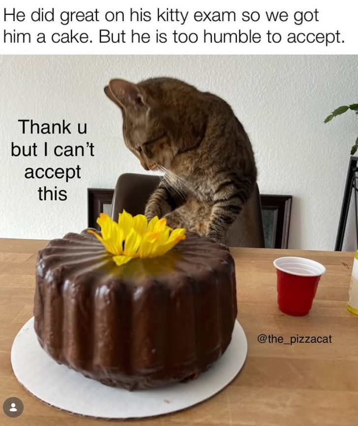 He did great on his kitty exam so we got him a cake. But he is too humble to accept. Thank u but I can't accept this @the_pizzacat