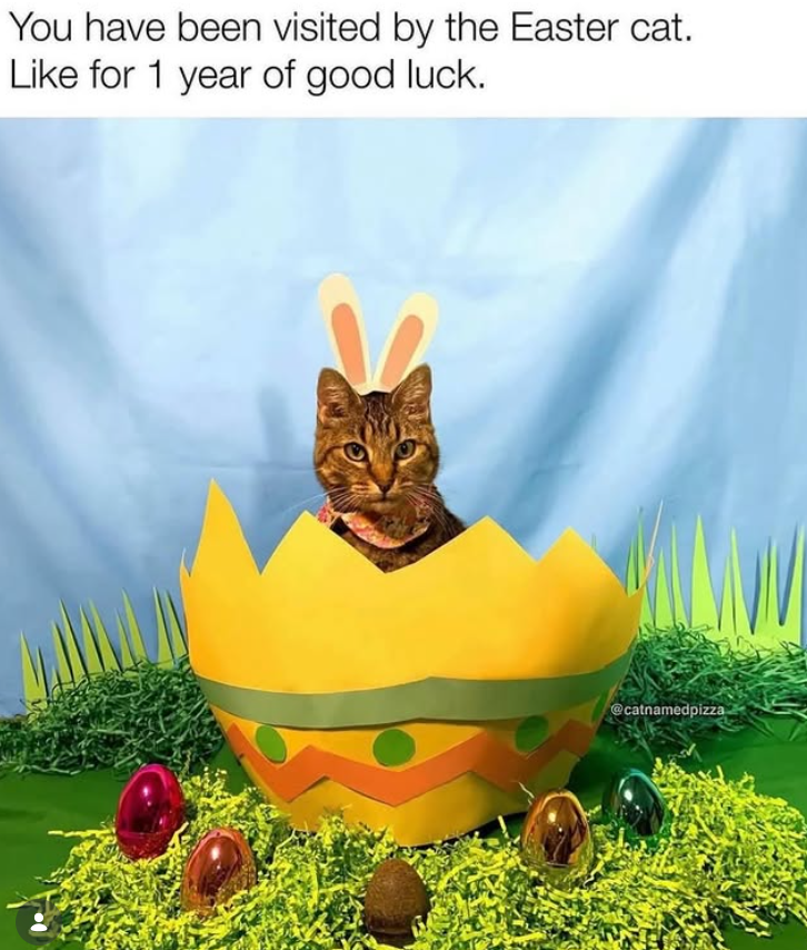 You have been visited by the Easter cat. Like for 1 year of good luck. @catnamedpizza