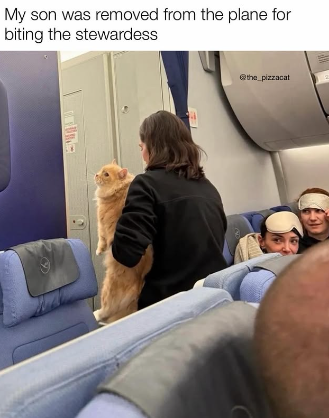 My son was removed from the plane for biting the stewardess @the_pizzacat 2