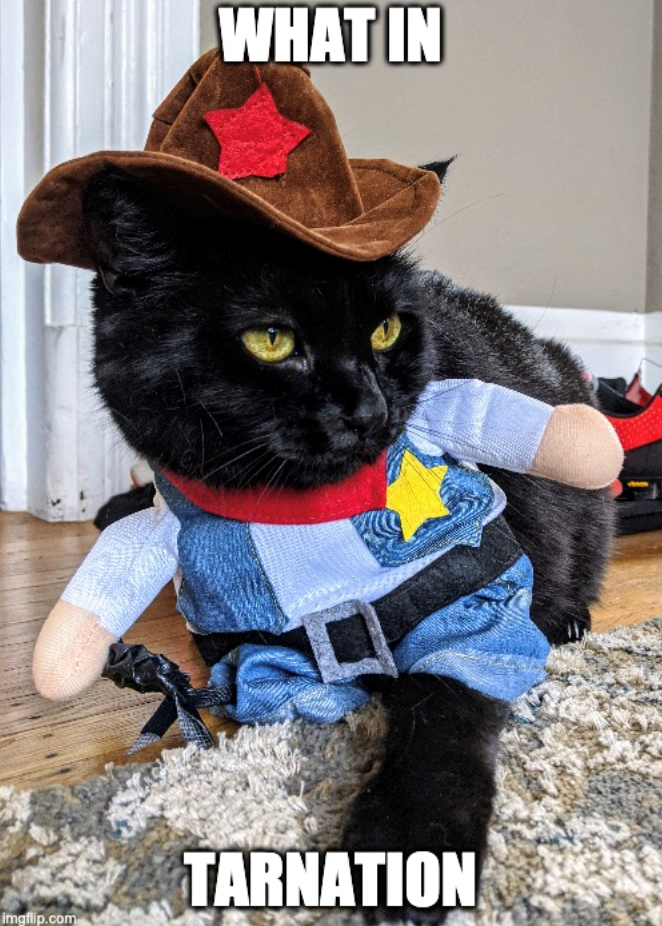 WHAT IN TARNATION imgflip.com
