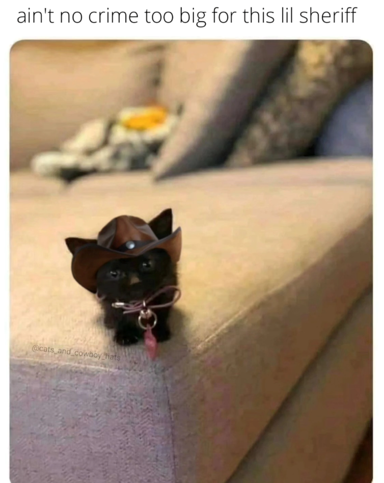 ain't no crime too big for this lil sheriff @cats and cowboy hats
