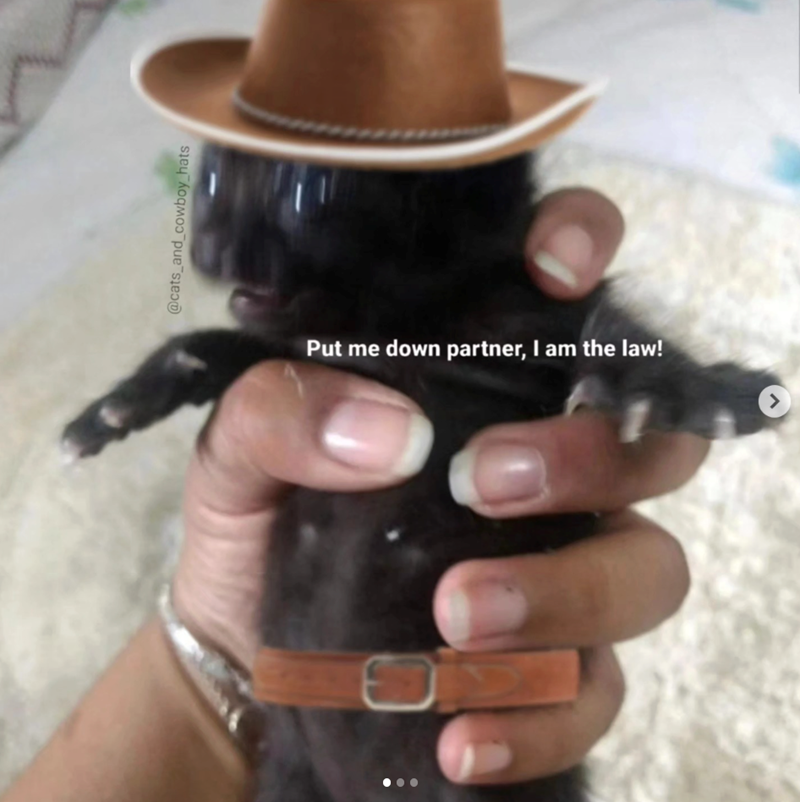 @cats_and_cowboy_hats Put me down partner, I am the law! >